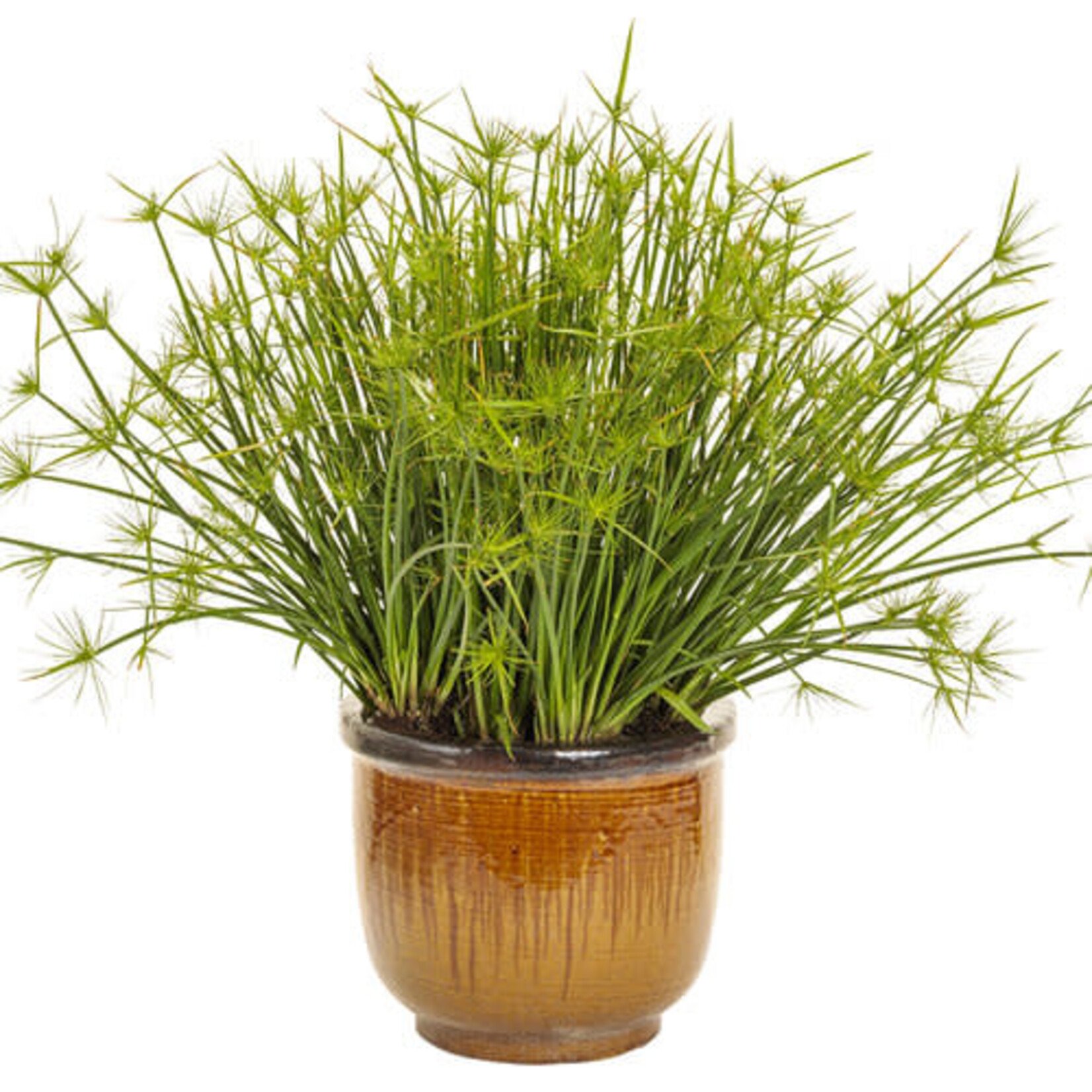Proven Winners Pre-book Graceful Grasses® Tut