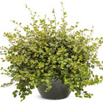Pre-Book Muehlenbeckia Big Leaf