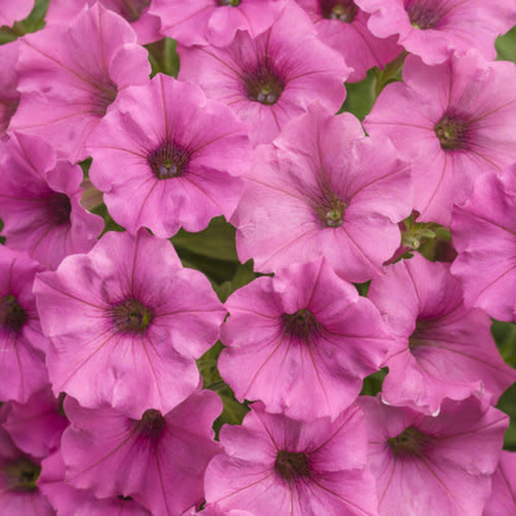 Proven Winners Pre-Book Petunia Supertunia Mini Vista