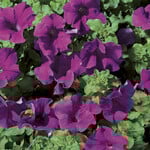Pre-Book Petunia Surfinia Giant Blue