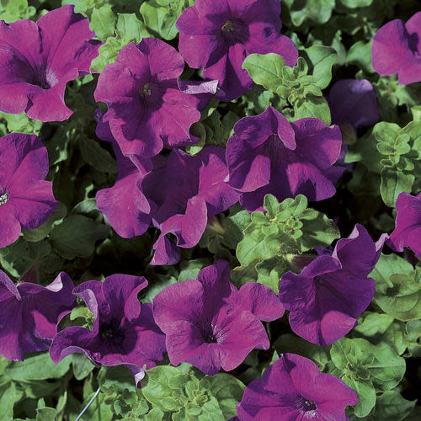 Pre-Book Petunia Surfinia Giant Blue
