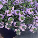 Pre-Book Scaevola Whirlwind