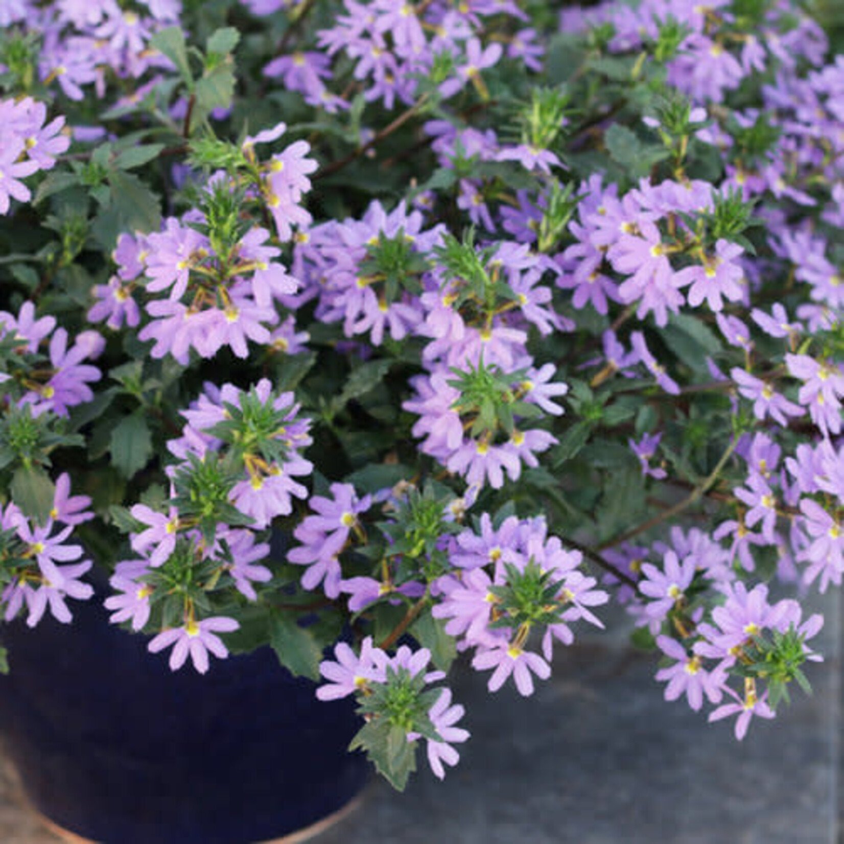 Pre-Book Scaevola Whirlwind