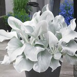 Pre-Book Senecio Angel Wings