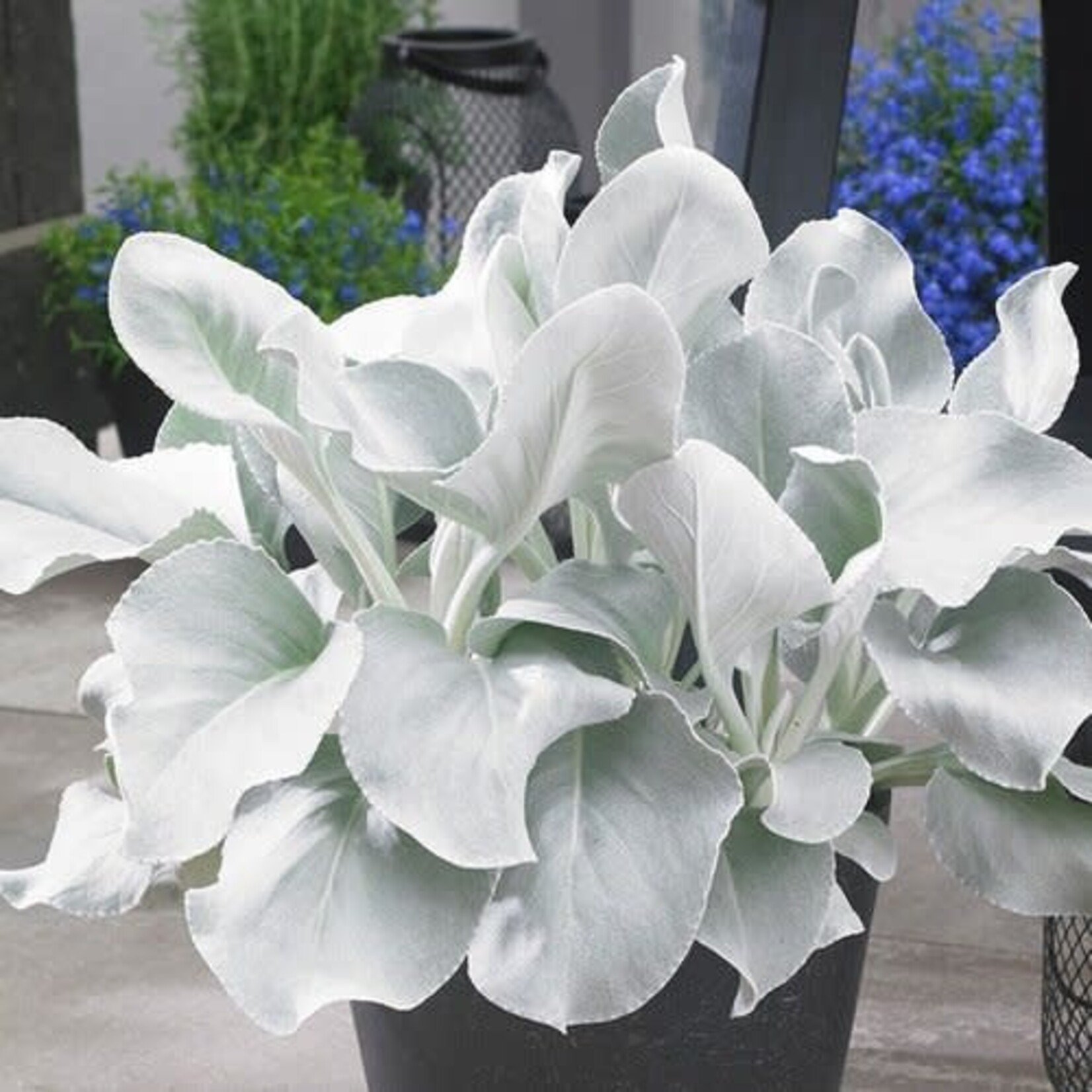 Pre-Book Senecio Angel Wings