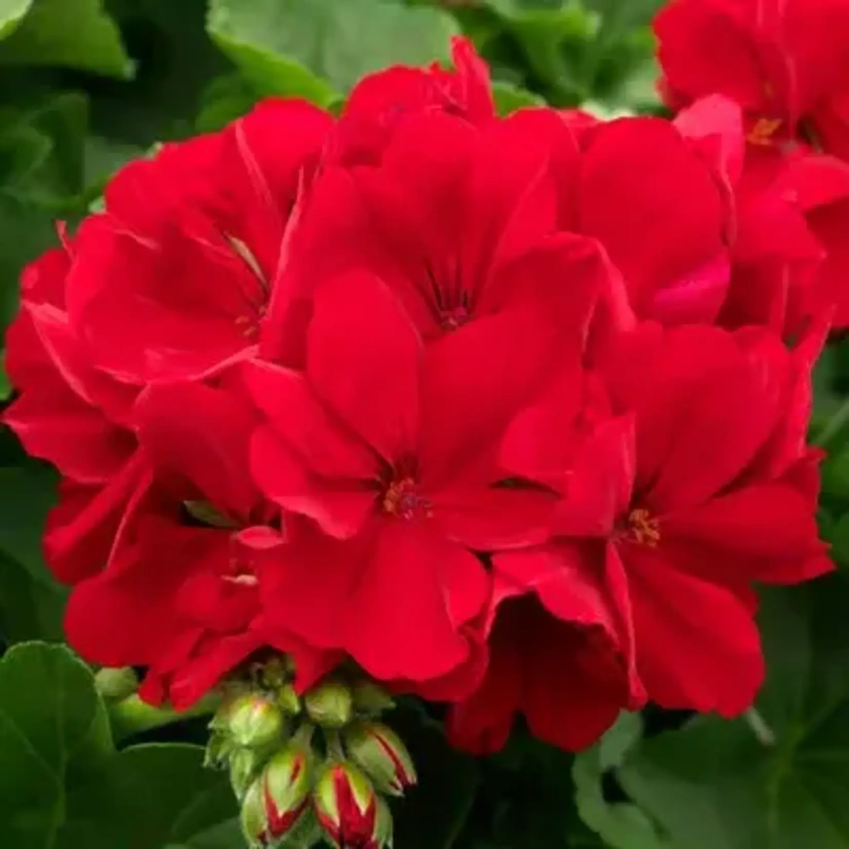 Pre-Book Geranium Calliope Large