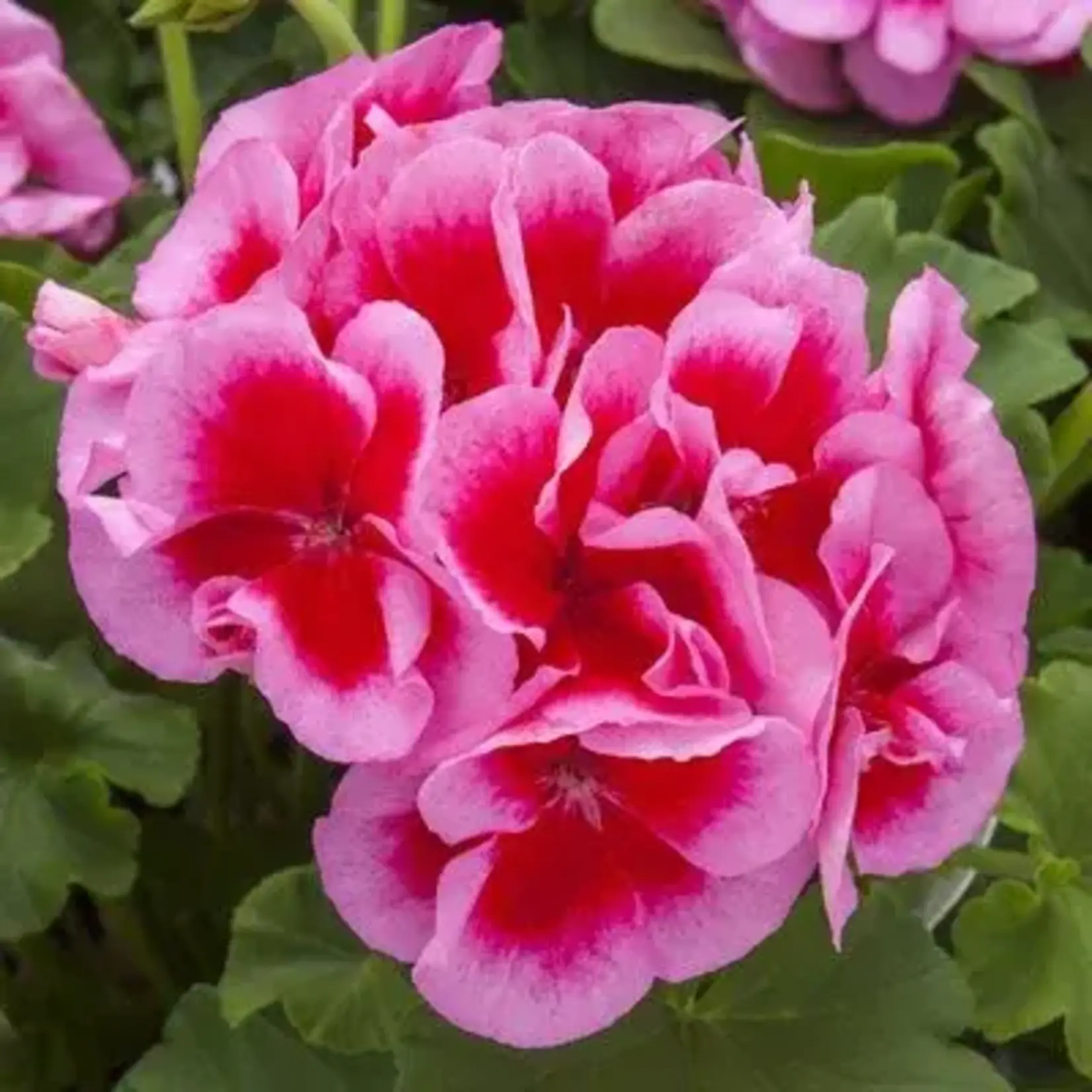 Pre-Book Geranium Calliope Large