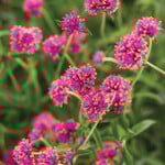 Pre-Book Gomphrena Truffula