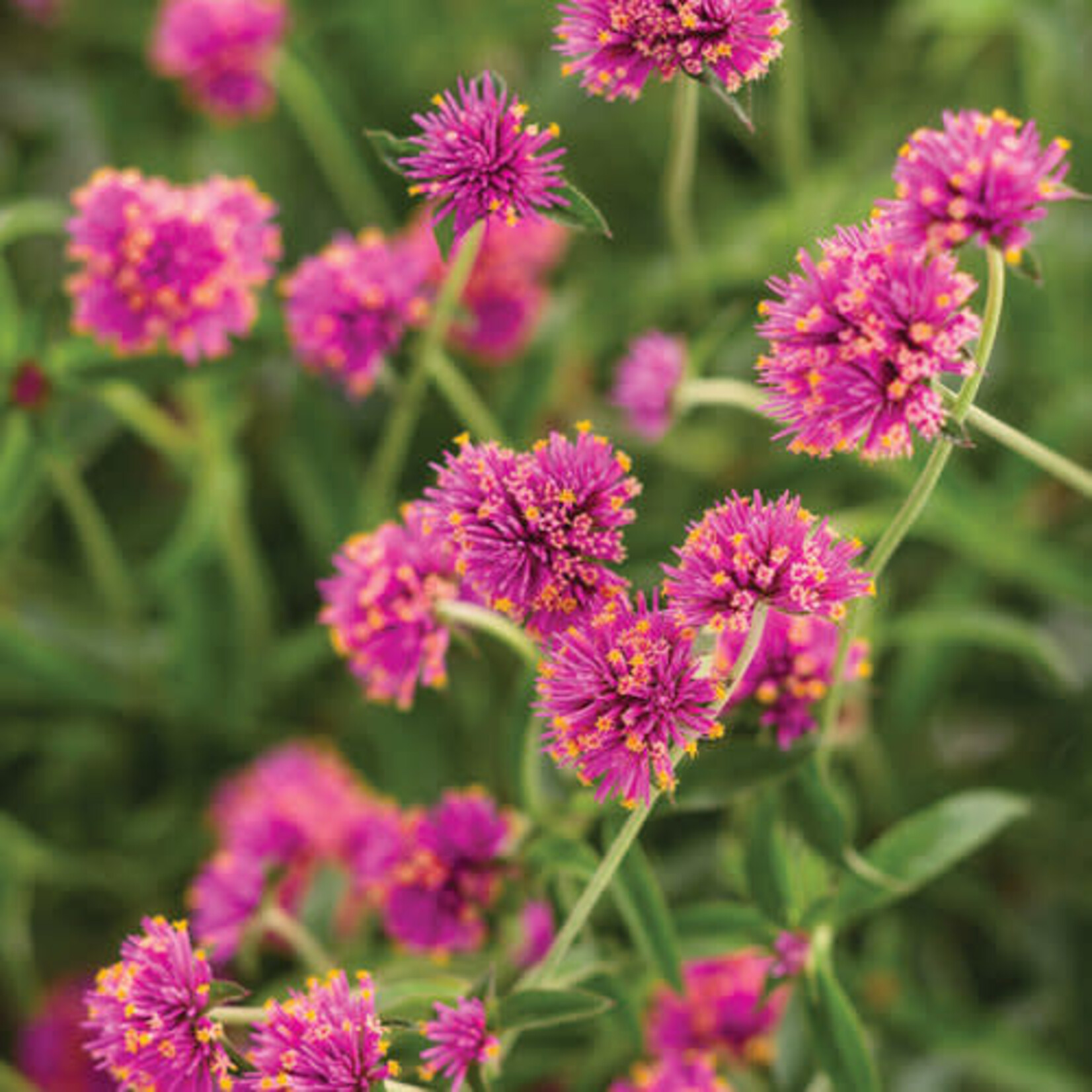 Pre-Book Gomphrena Truffula