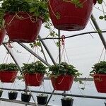 Christie's Gardens and Greenhouses Ltd. Pre-Book 12" Strawberry Hanging Basket