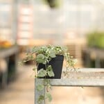 Pre-Book Glechoma Nepeta