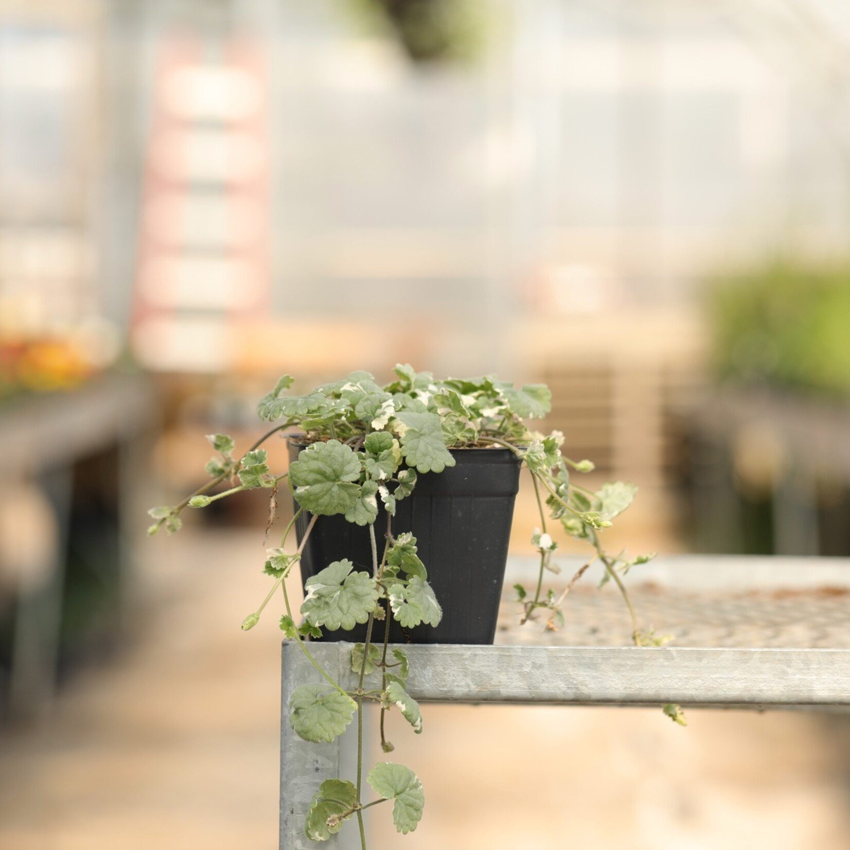 Pre-Book Glechoma Nepeta