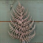 Stem, Fan Leaf Hanging Branch