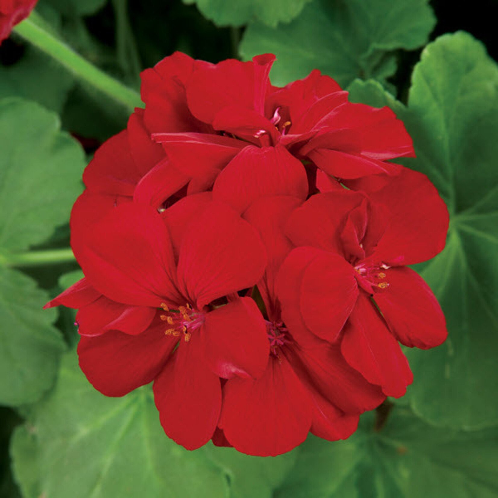 Pre-Book Geranium Calliope Large
