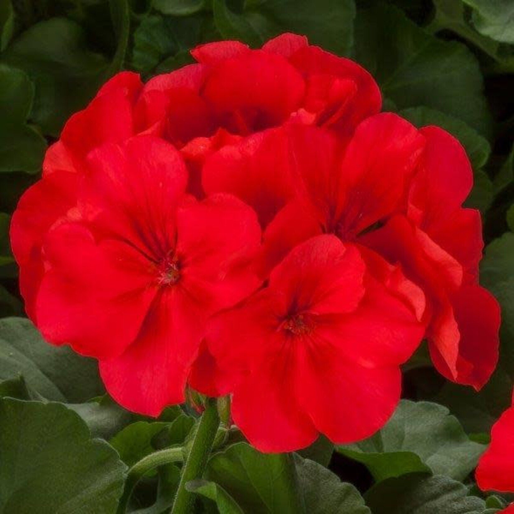 Pre-Book Geranium Calliope Large