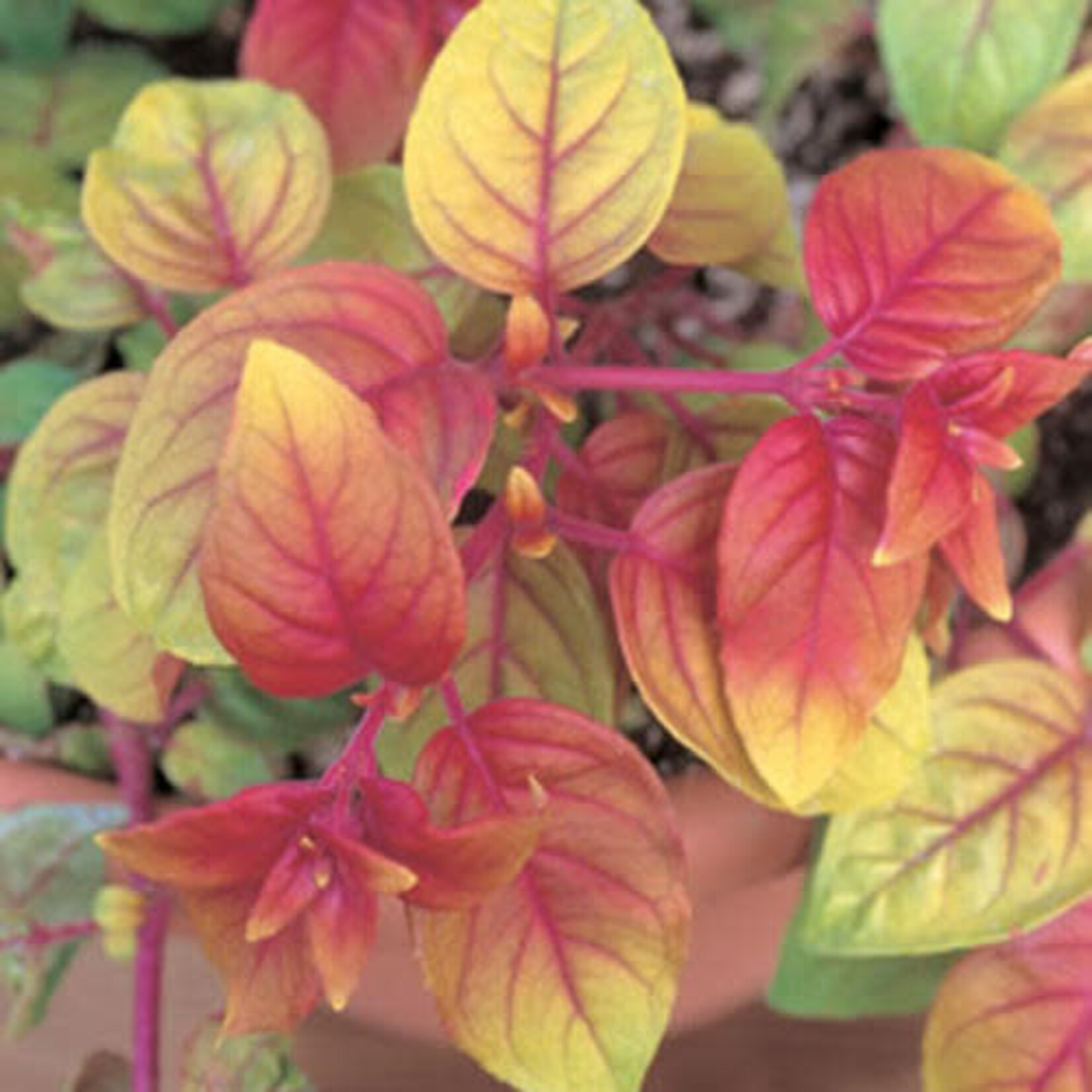 Pre-Book Fuchsia, Trailing