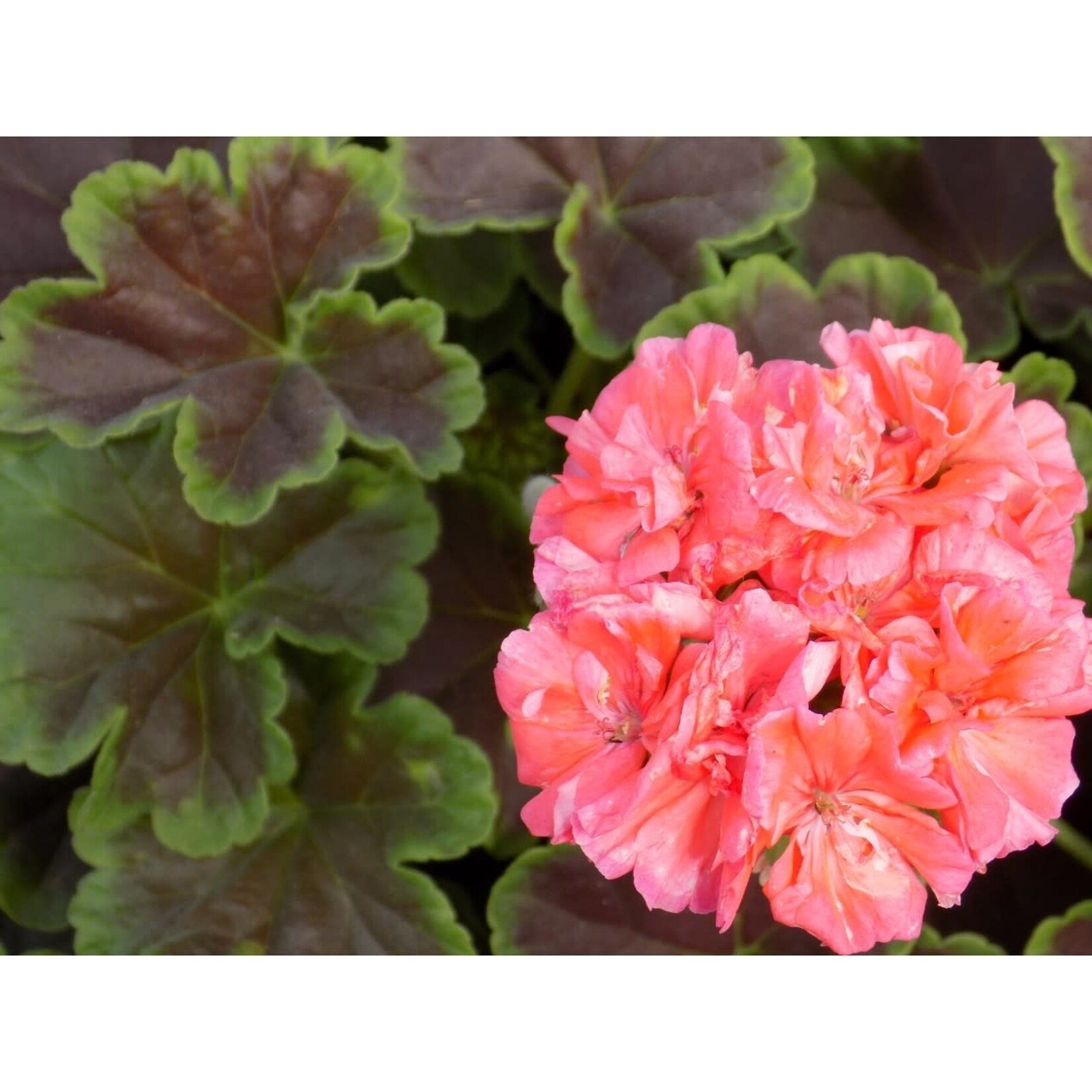 Pre-Book Geranium Brocade