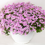 Pre-Book Geranium Scented