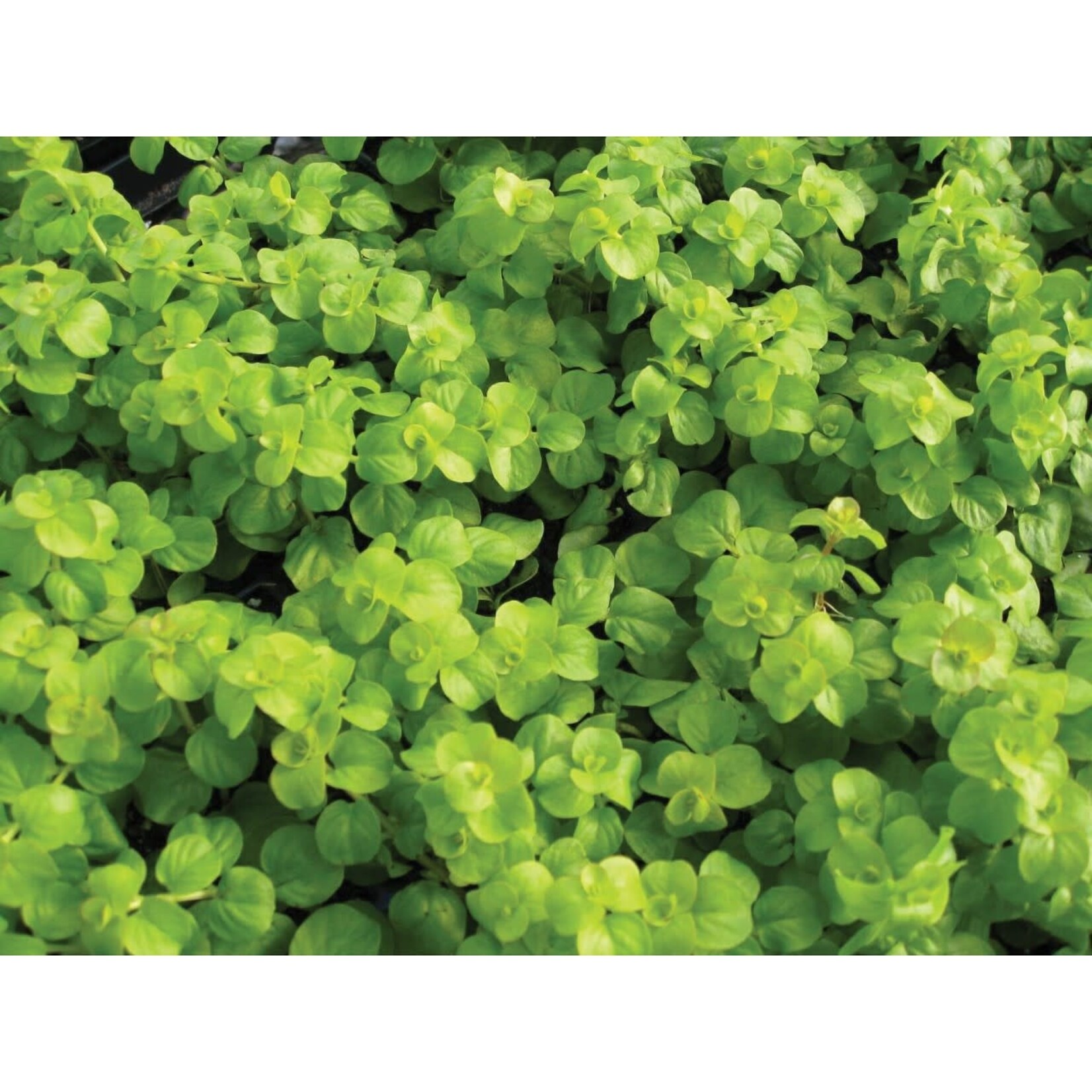 Pre-Book Lysimachia Creeping Jenny