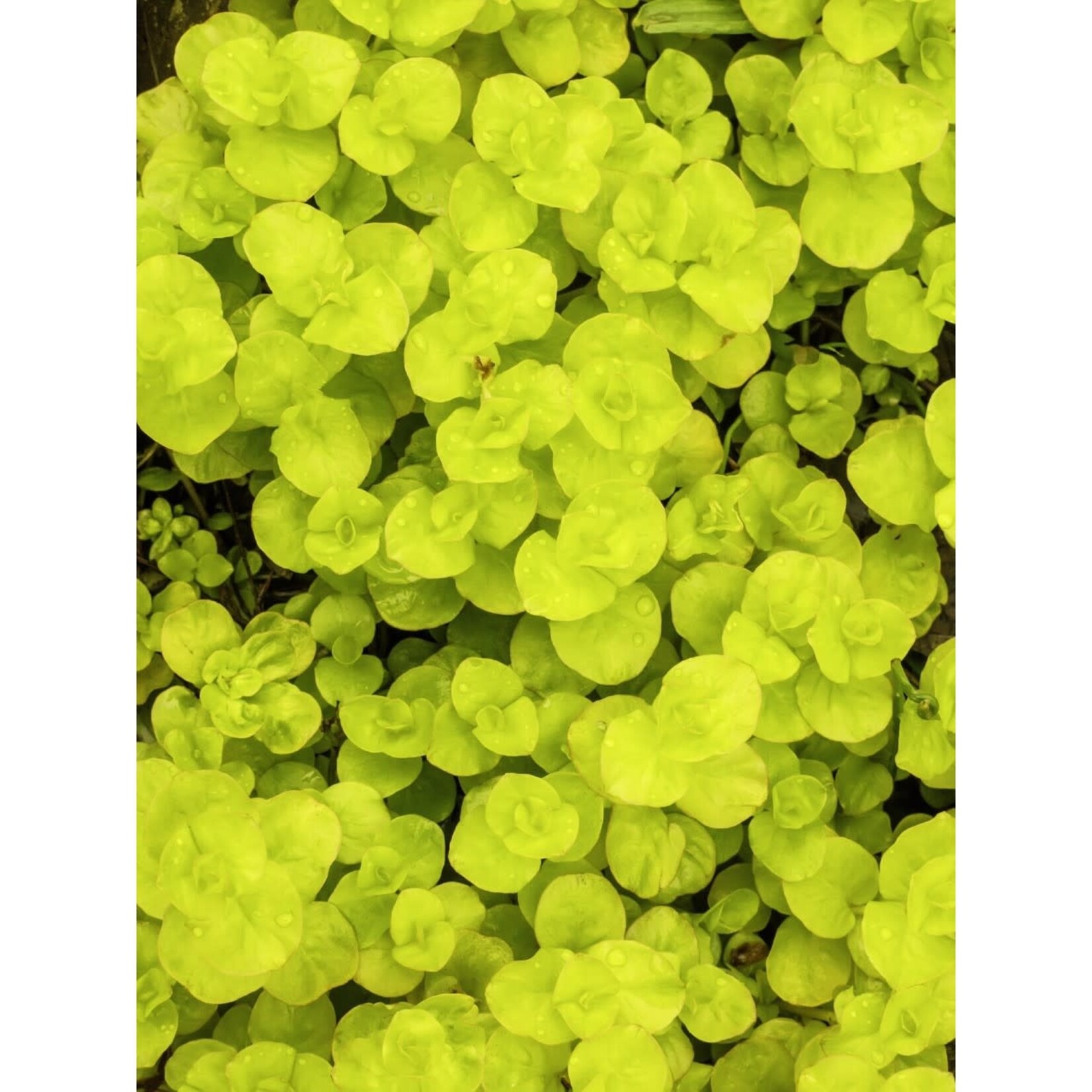 Pre-Book Lysimachia Creeping Jenny