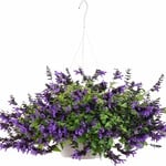 Pre-Book Salvia Hummingbird Falls