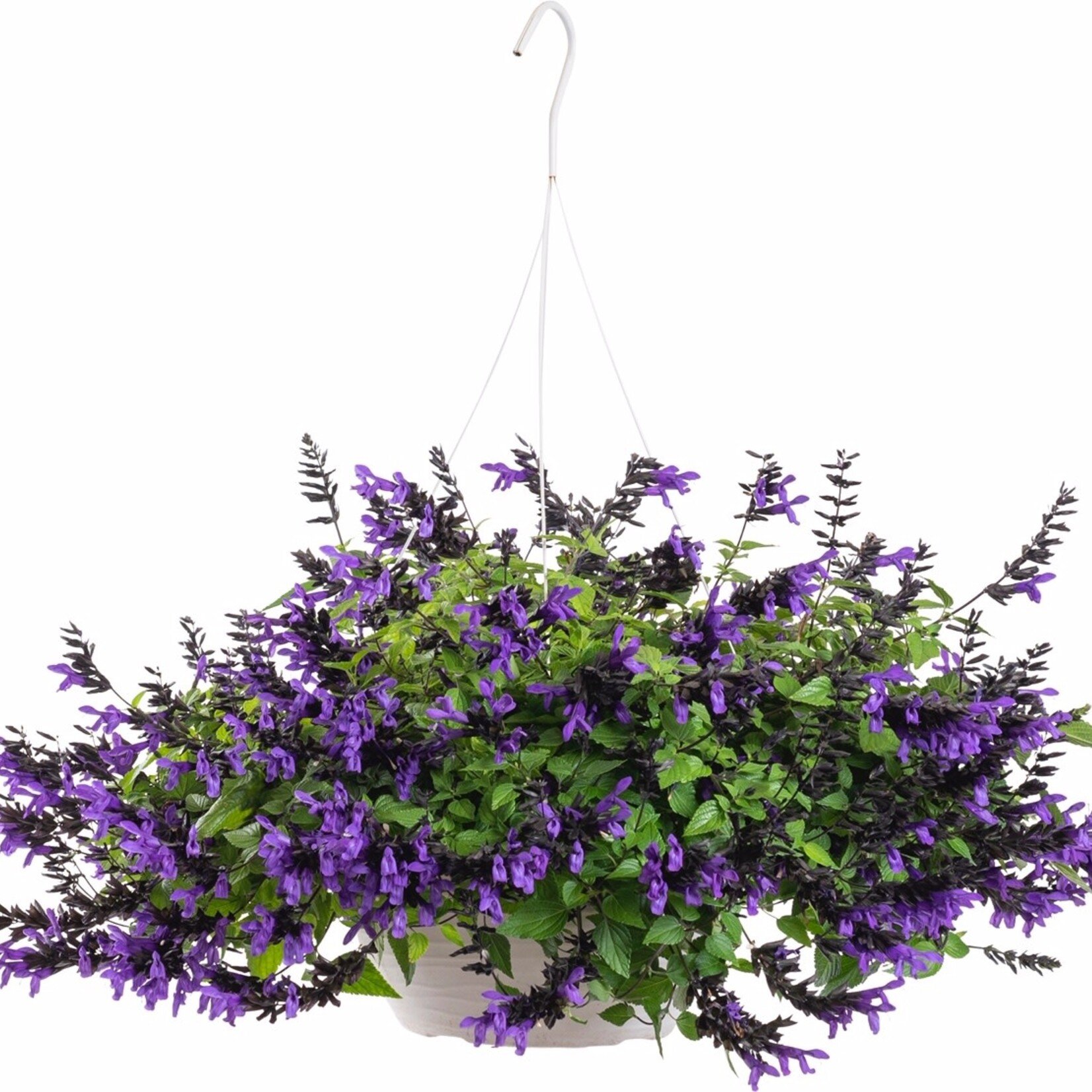 Pre-Book Salvia Hummingbird Falls