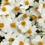 Proven Winners Pre-Book Bidens Campfire Marshmallow