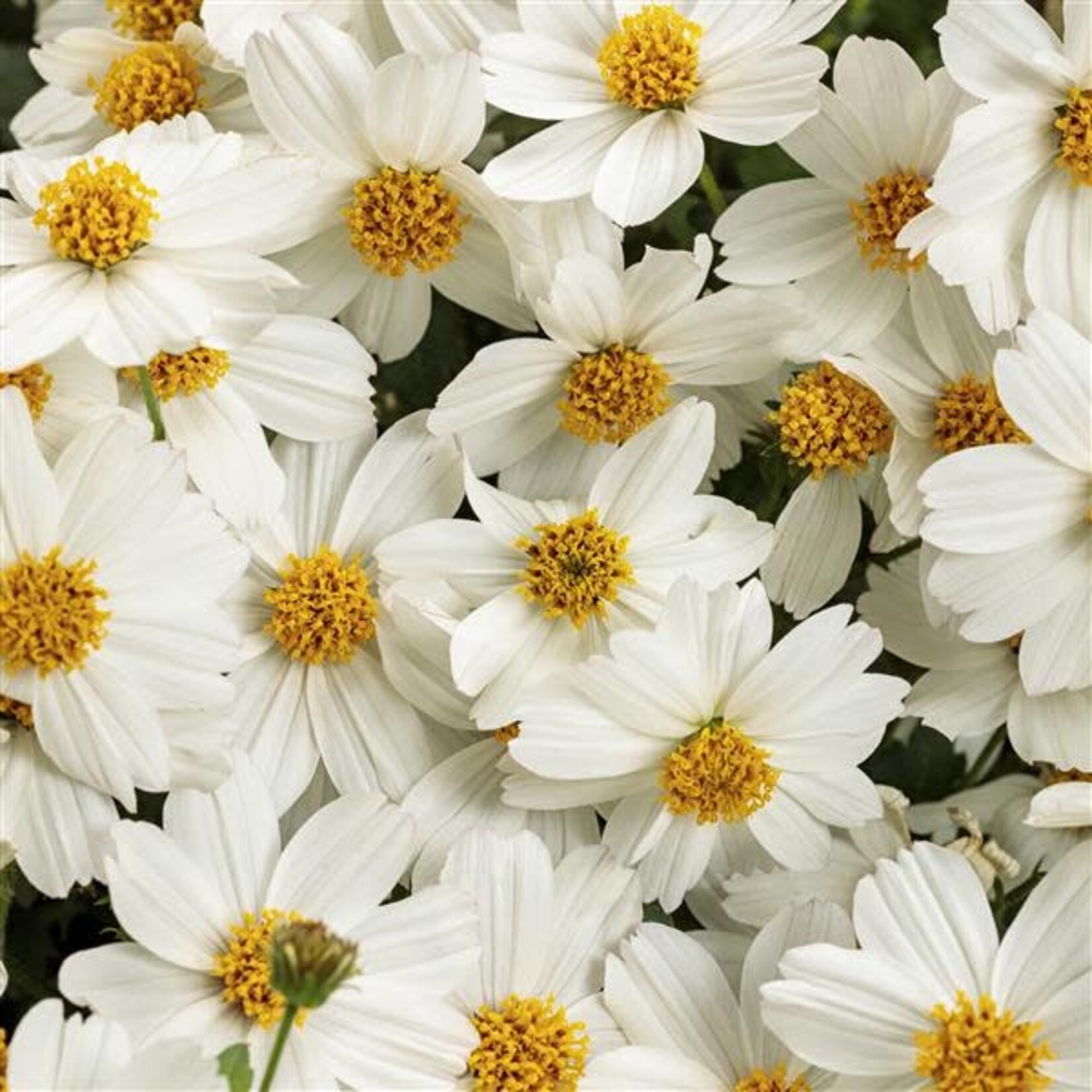 Proven Winners Pre-Book Bidens Campfire Marshmallow