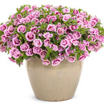 Proven Winners Pre-Book Calibrachoa Superbells Double