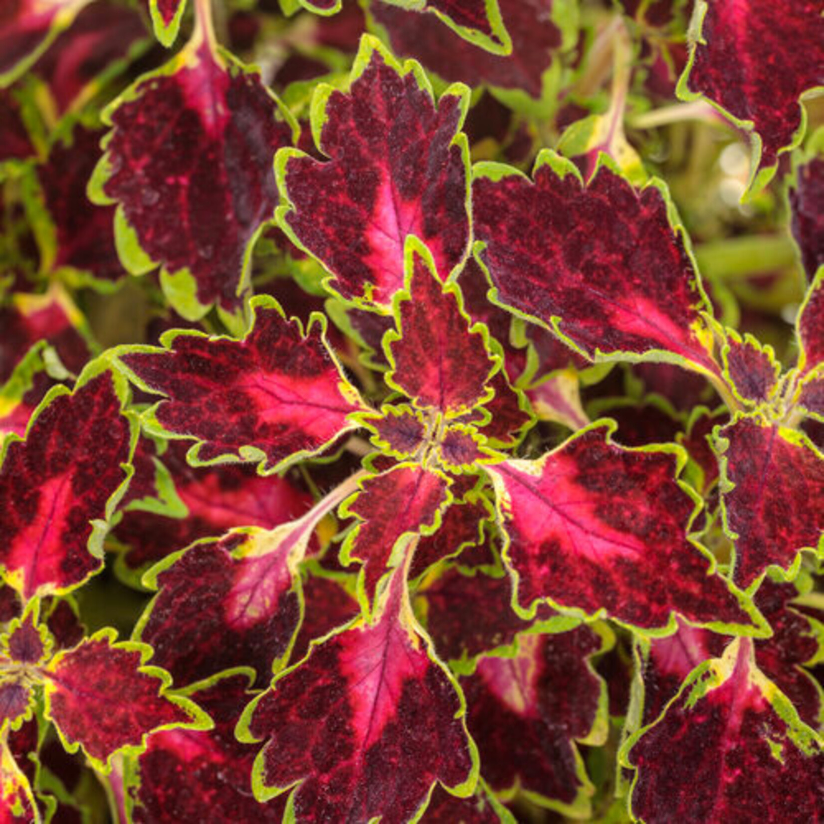 Proven Winners Pre-Book Coleus Colorblaze