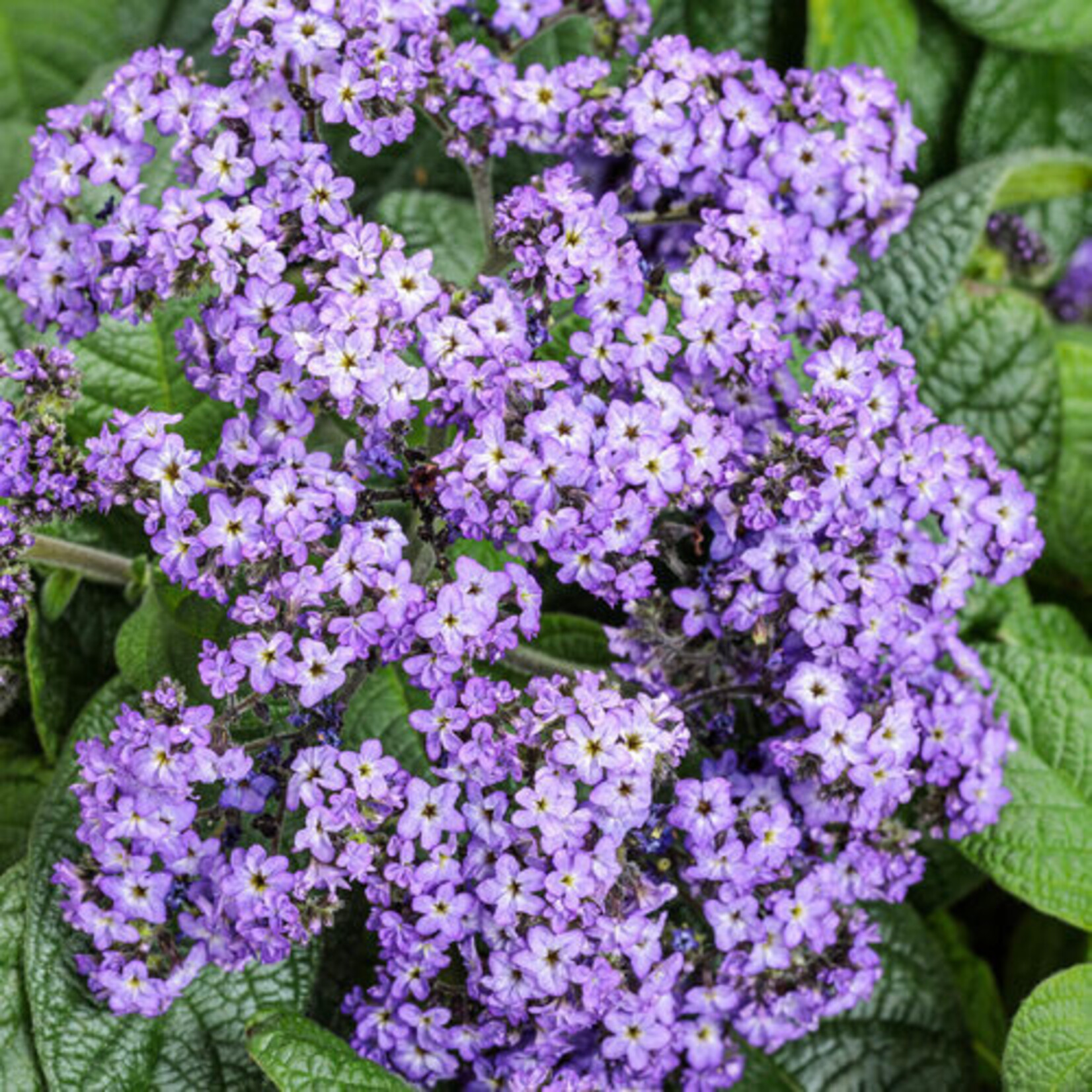 Proven Winners Pre-book Heliotrope