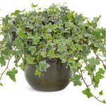 Pre-Book Ivy Hedera helix