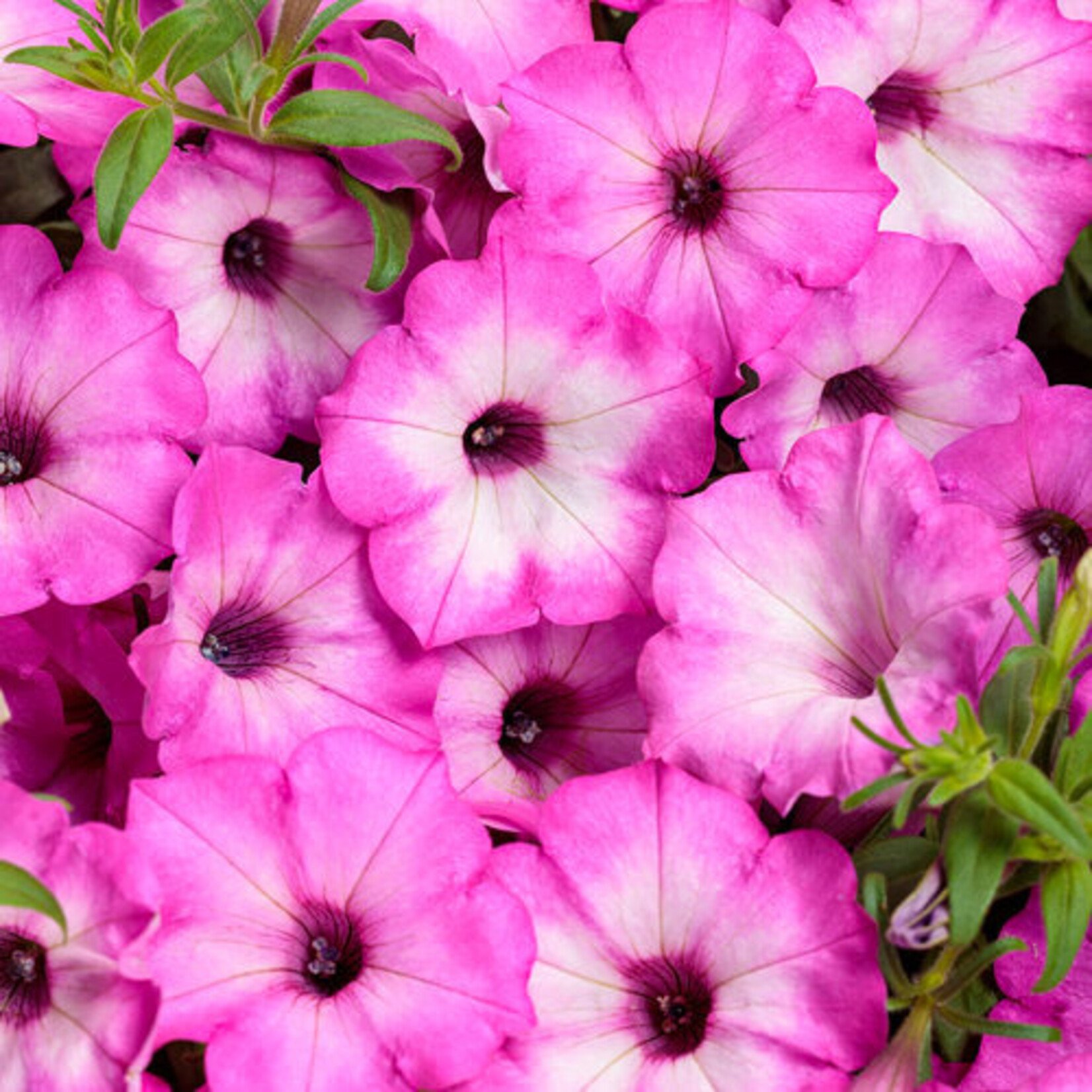 Proven Winners Pre-book Petunia Supertunia®