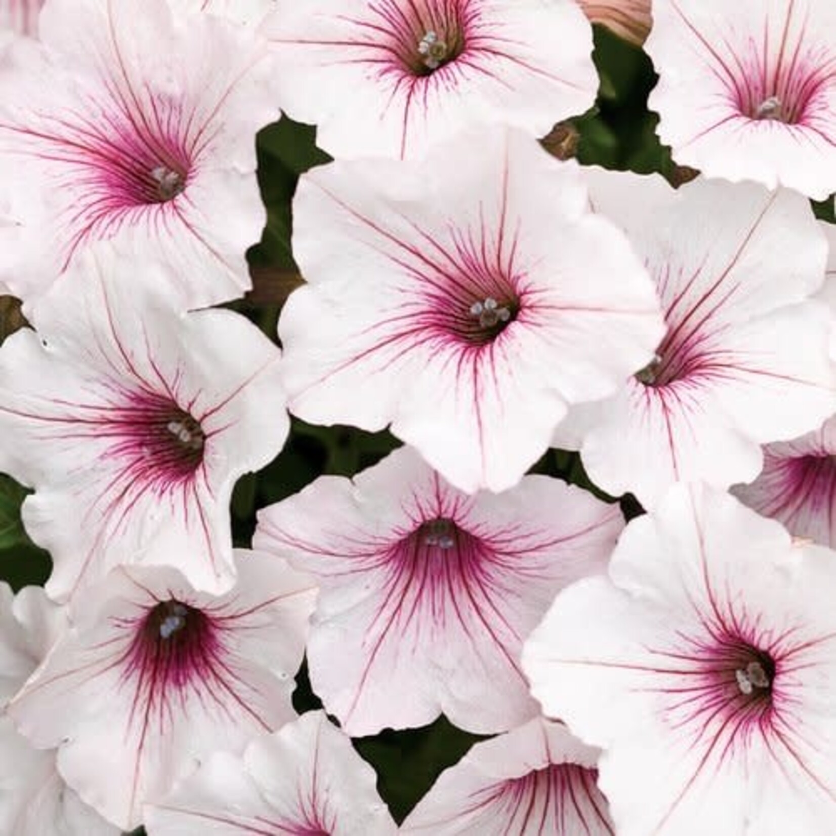Proven Winners Pre-book Petunia Supertunia Vista®