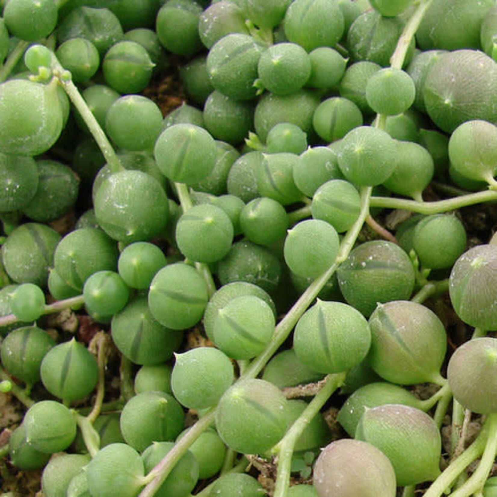 Pre-Book Succt. Senecio String of Pearls