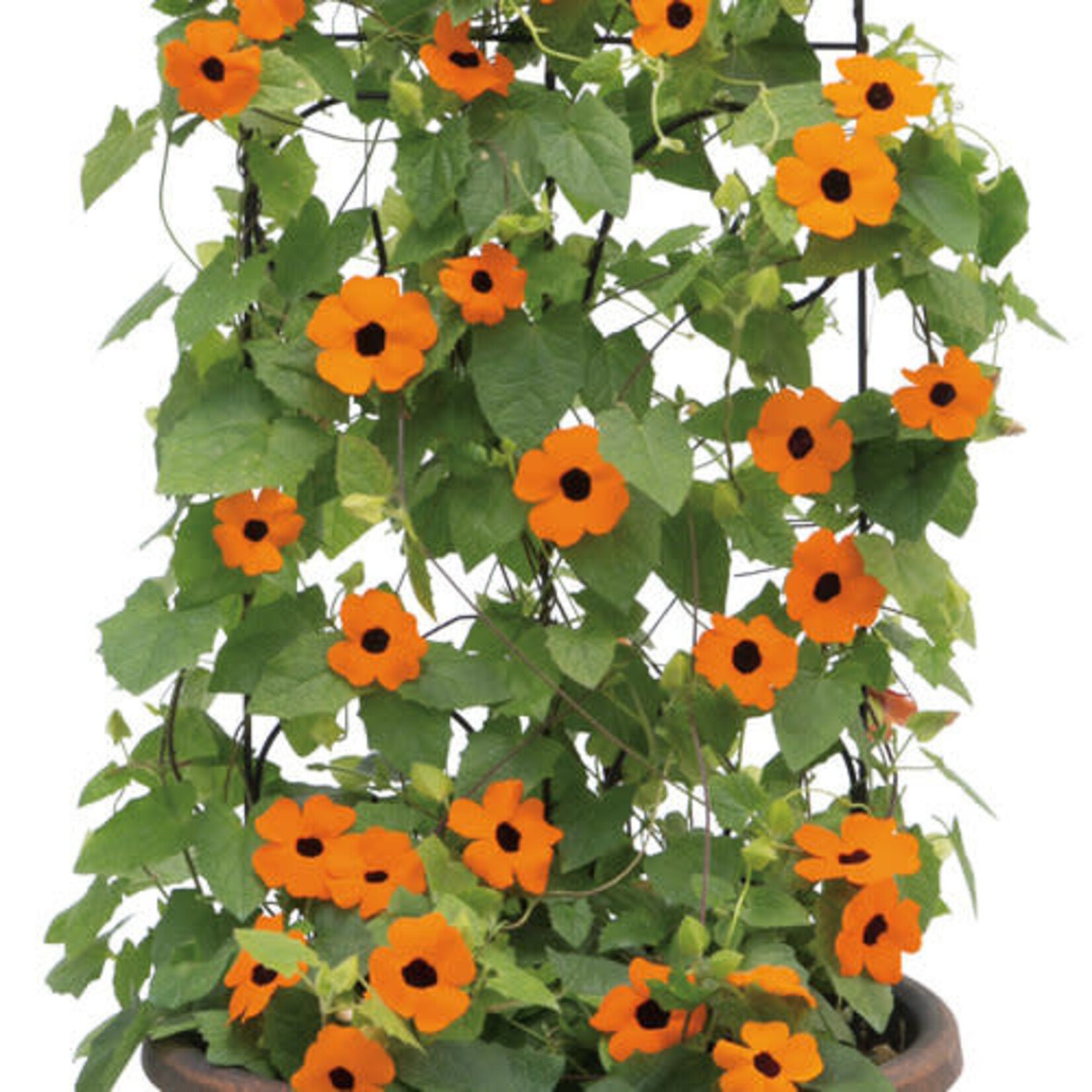 Pre-Book Thunbergia