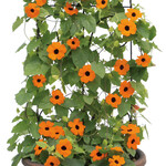 Pre-Book Thunbergia