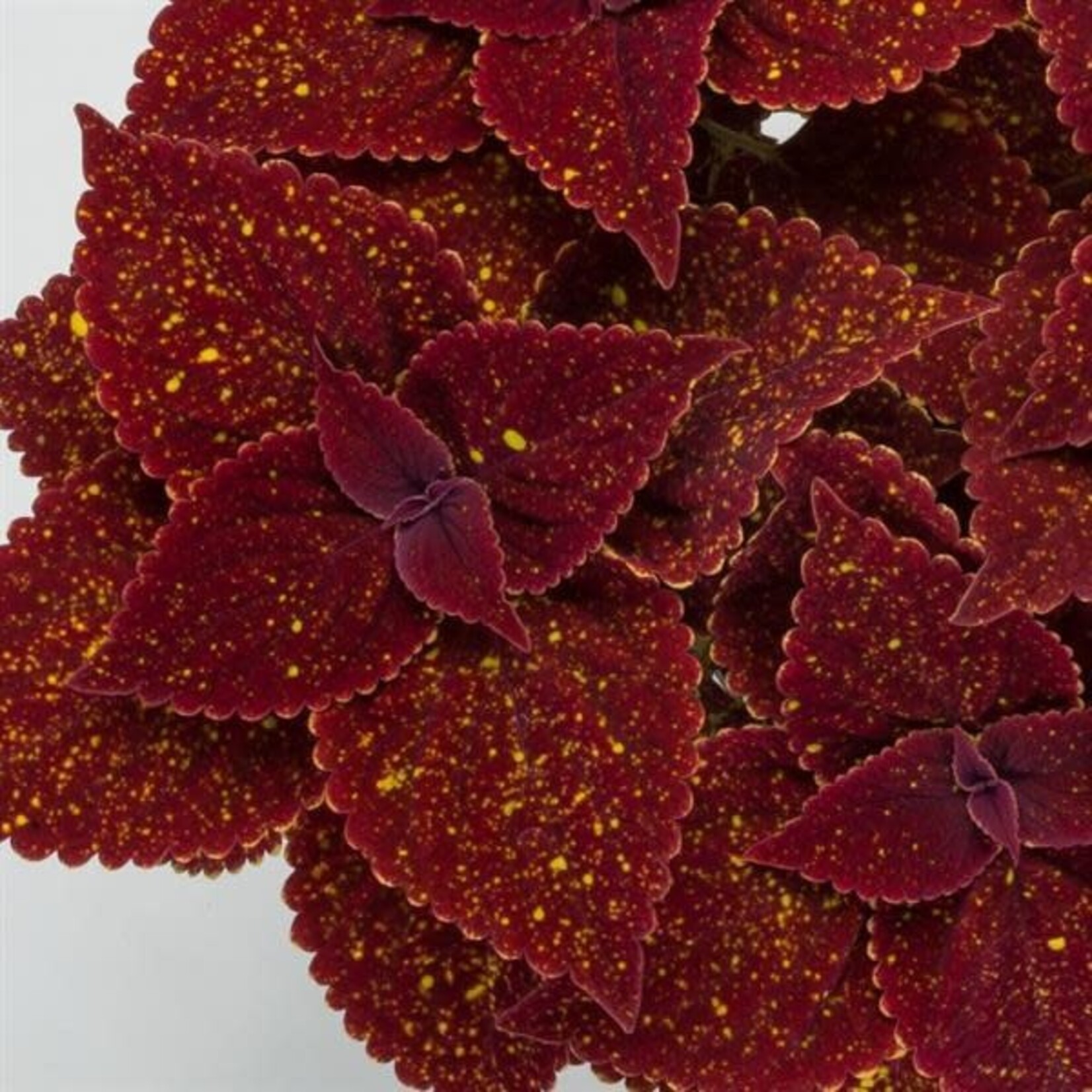 Pre-Book Coleus Talavera