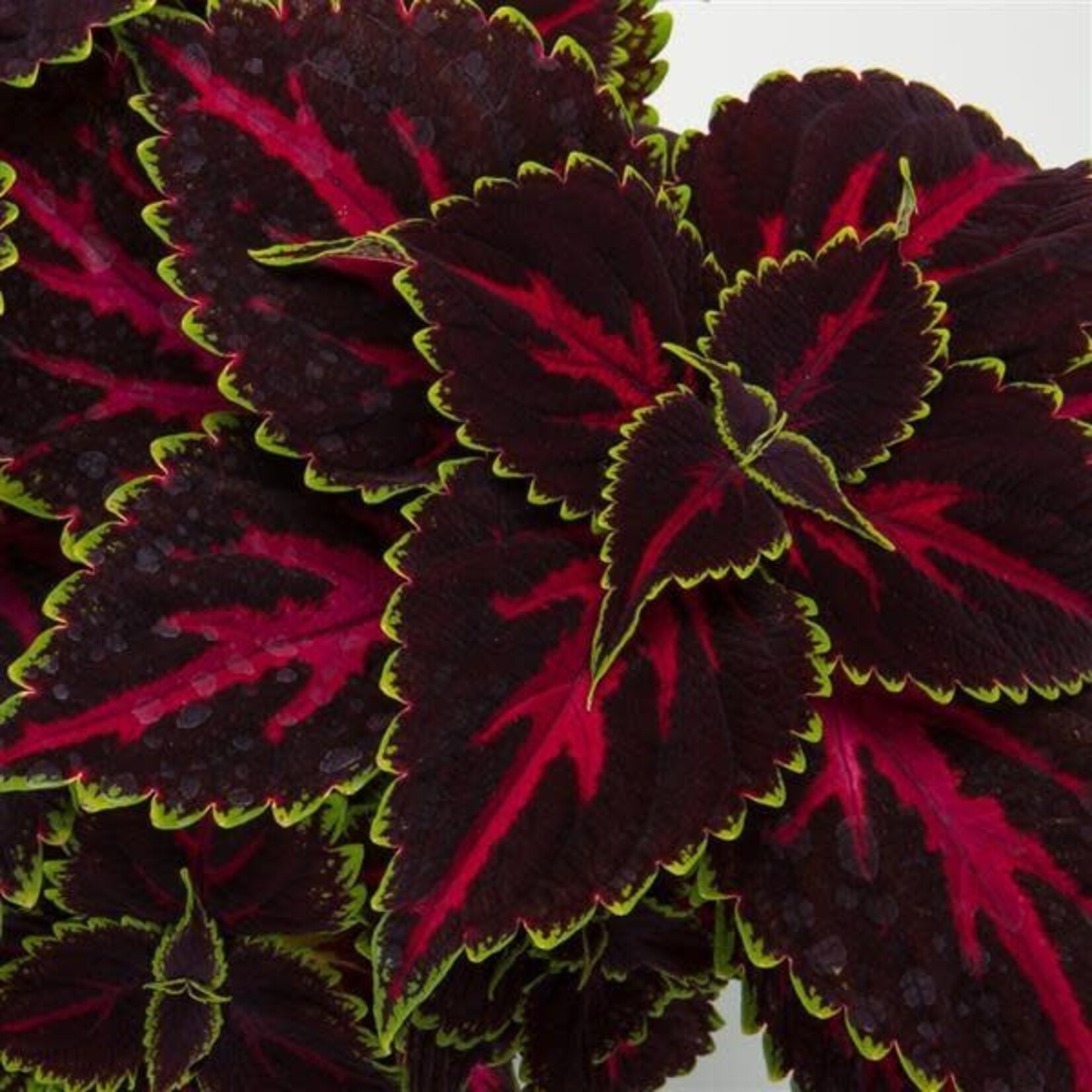 Pre-Book Coleus Talavera