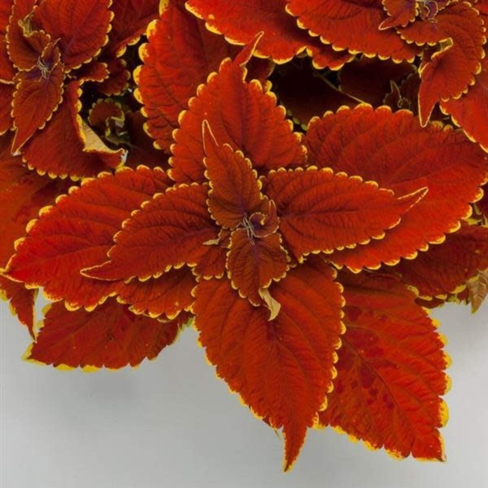 Pre-Book Coleus Talavera