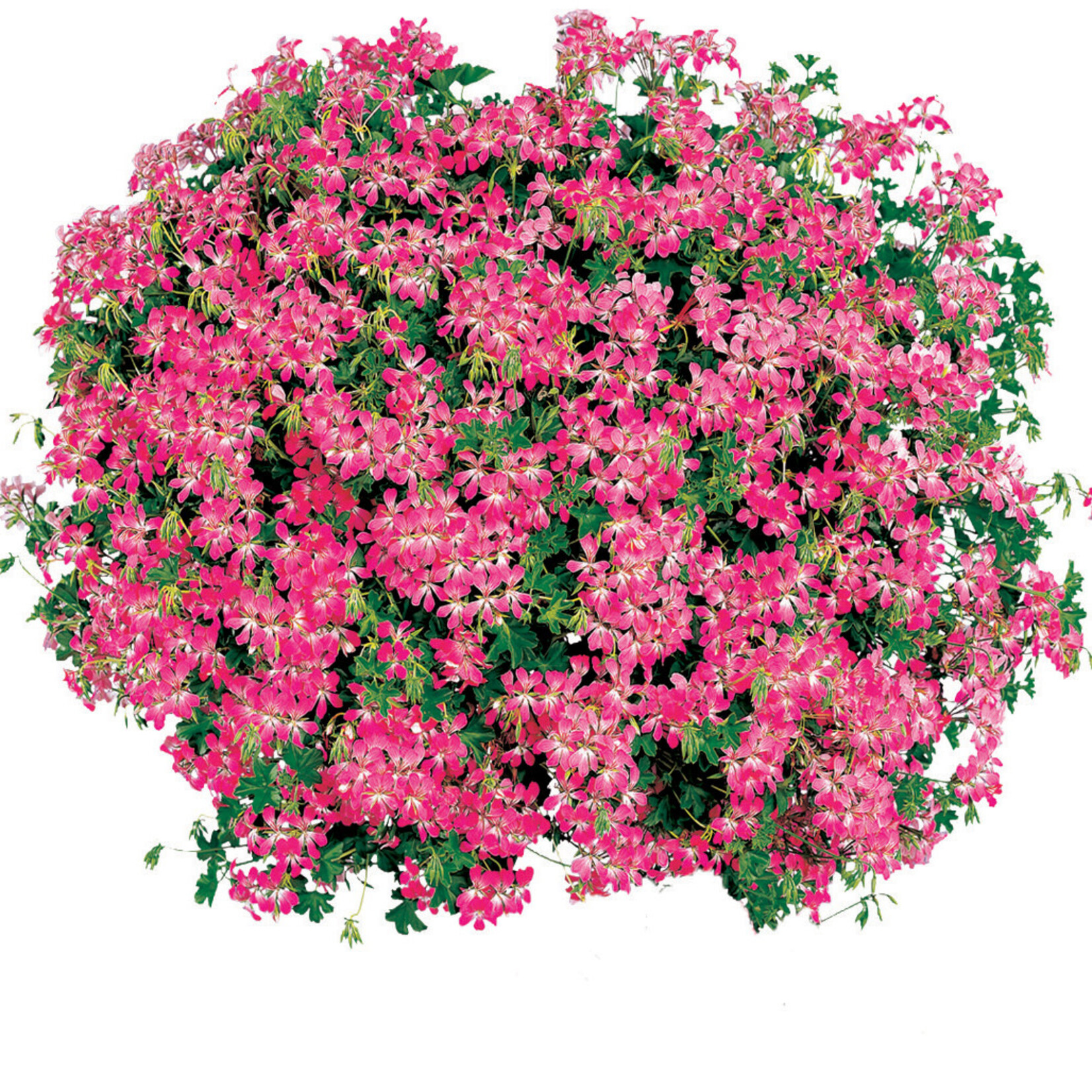Pre-Book Geranium Cascade