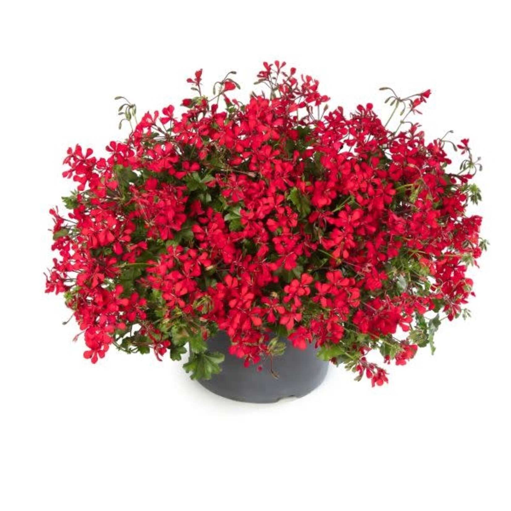 Pre-Book Geranium Cascade