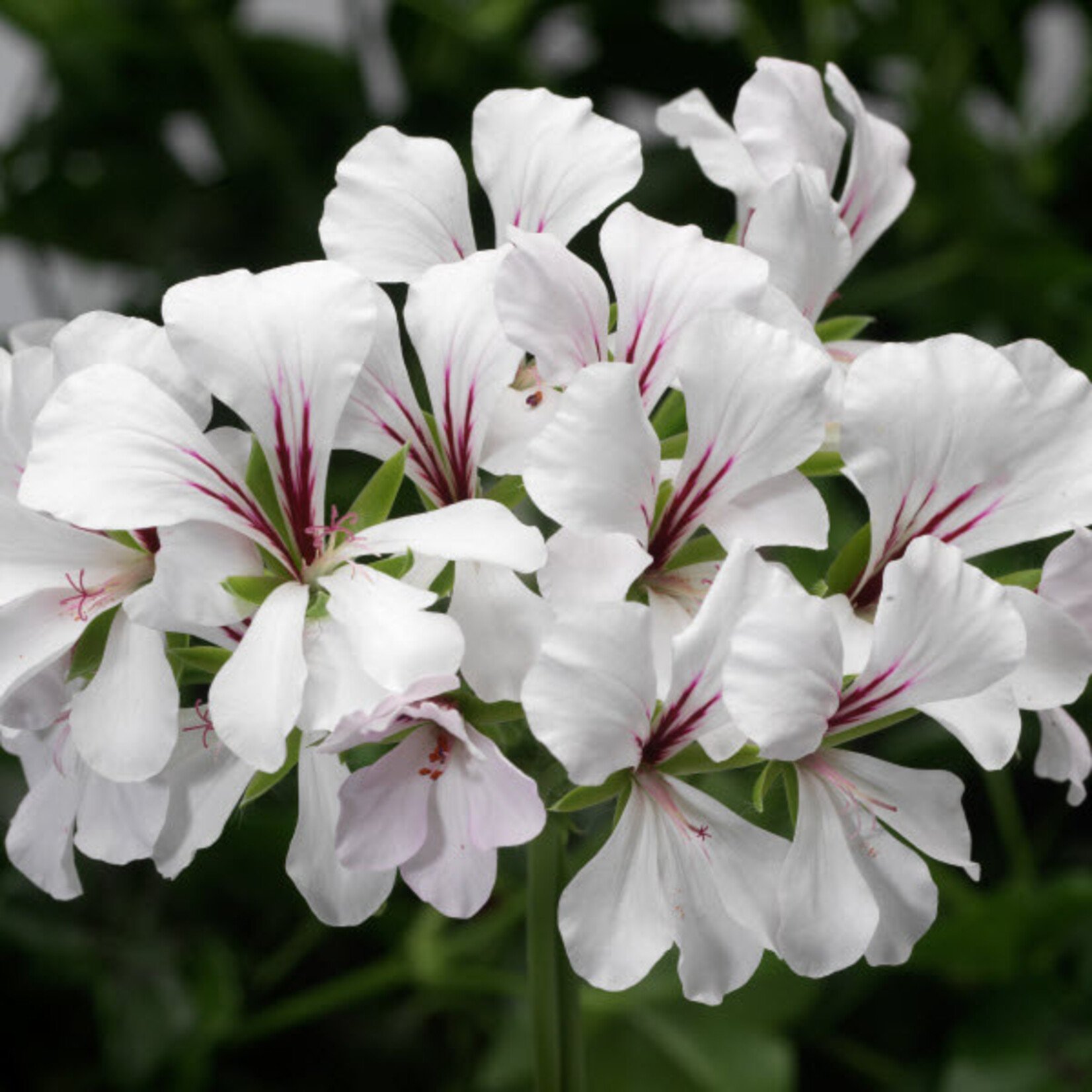 Pre-Book Geranium Cascade