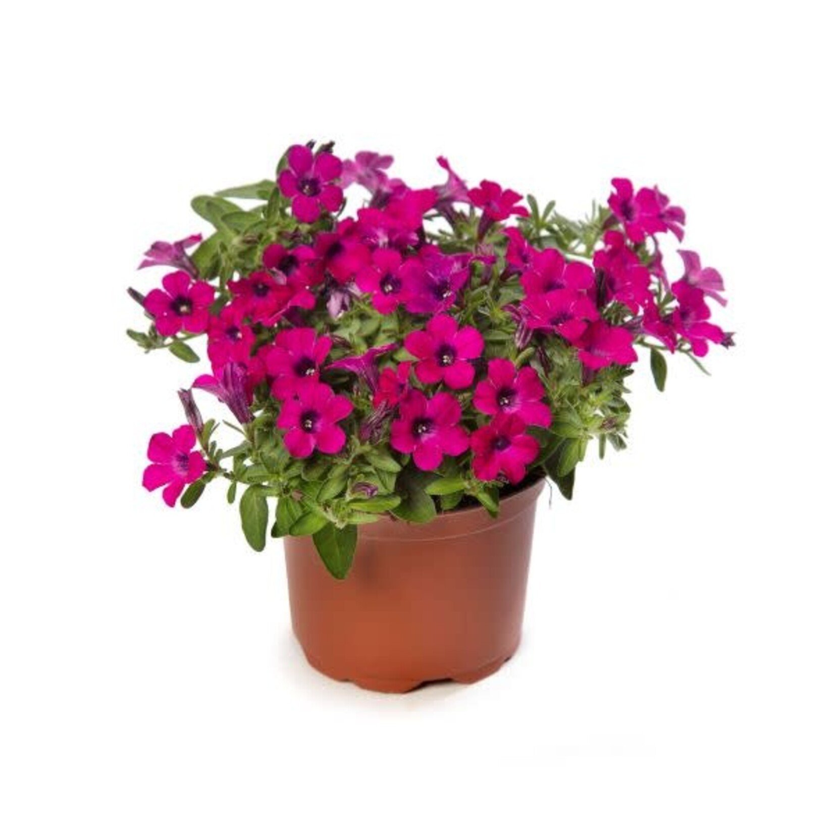 Pre-Book Petunia Itsy