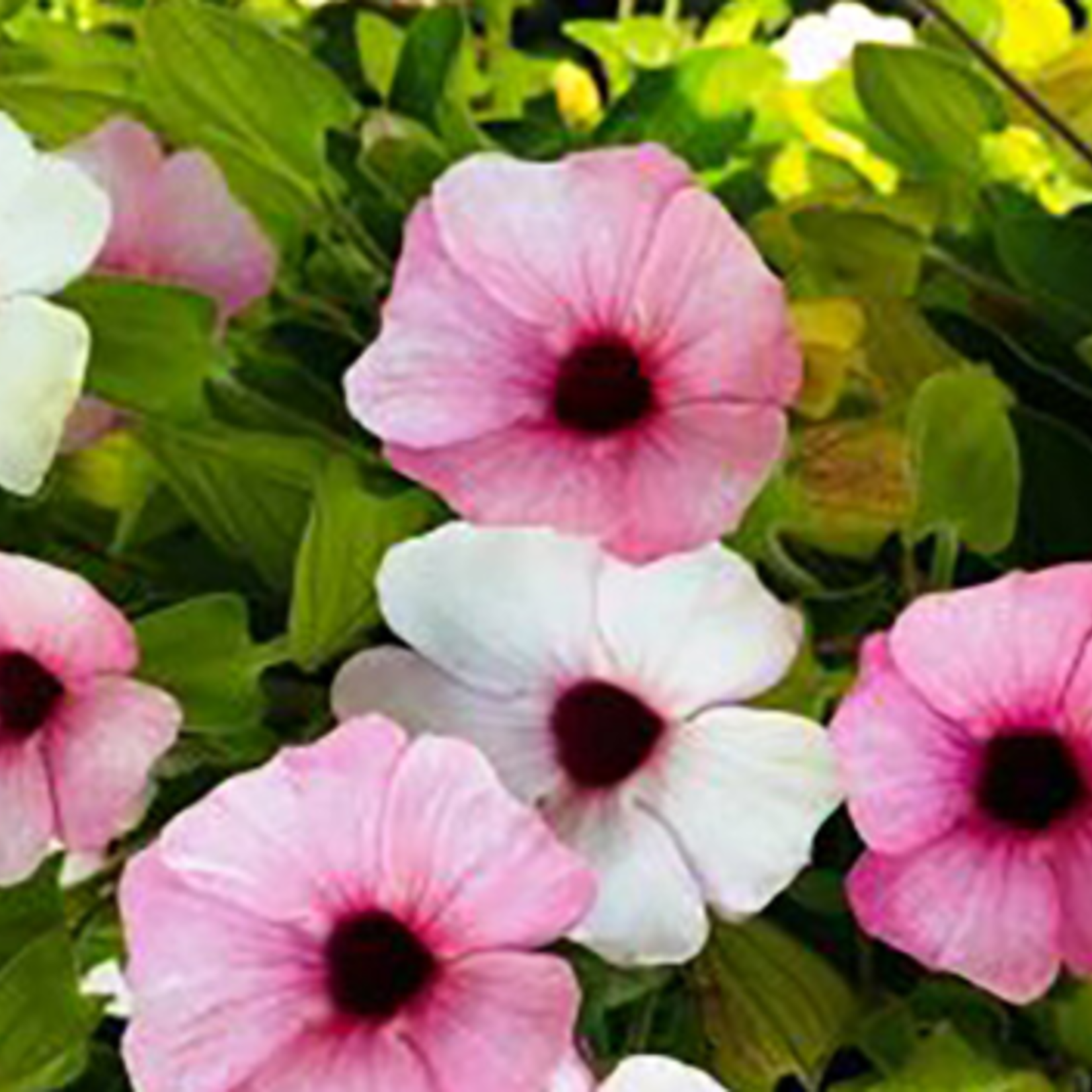 Pre-Book Thunbergia Sunny Susy