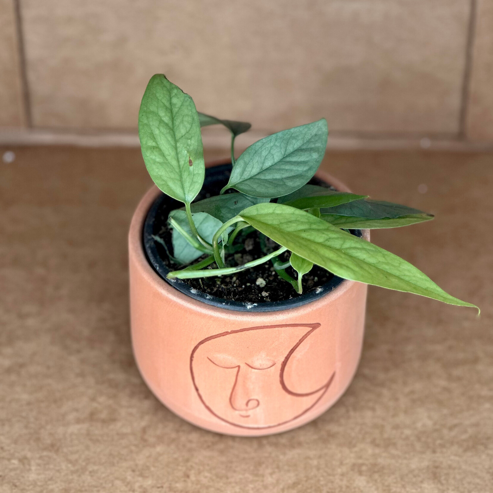 Pothos, Cebu Blue 4"