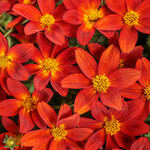 Proven Winners Pre-Book Bidens Campfire Red Ember