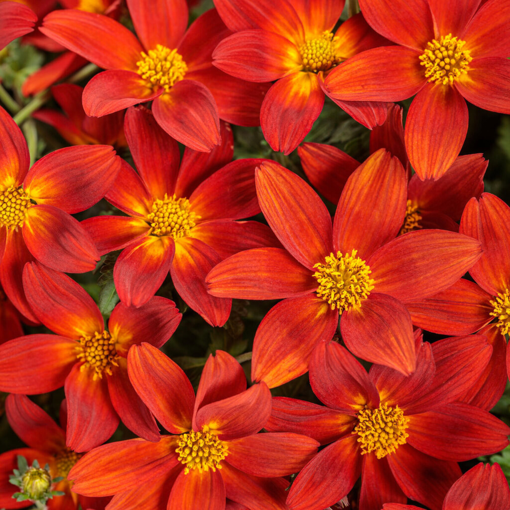 Proven Winners Pre-Book Bidens Campfire Red Ember