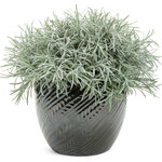 Pre-Book Helichrysum Icicles