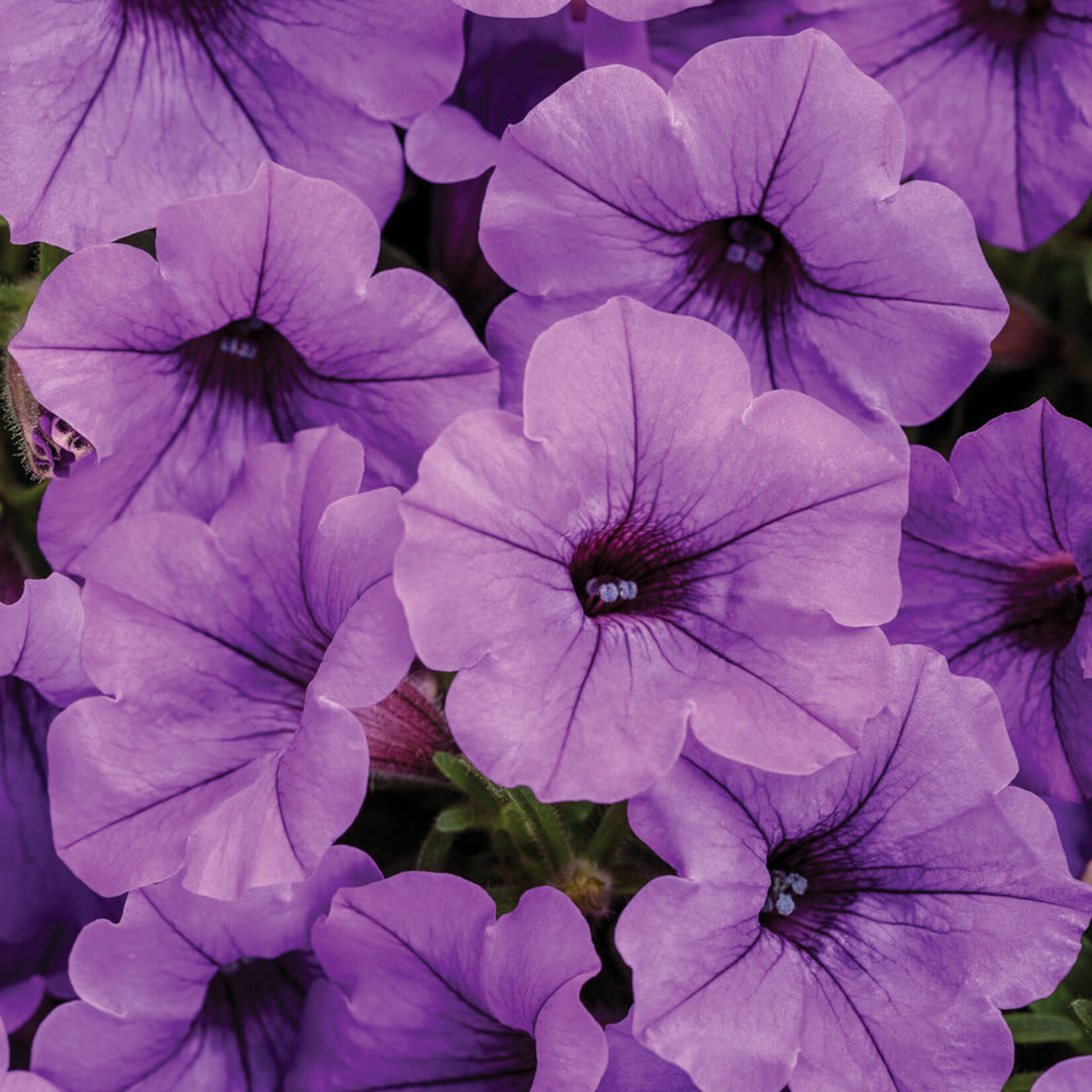 Proven Winners Pre-Book Petunia Supertunia Mini Vista